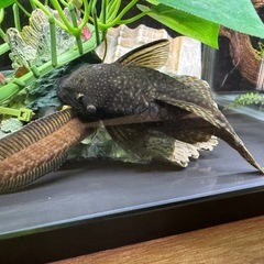 プッシープレコペアの画像