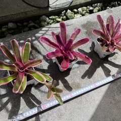 植物　ネオレゲリア　1株200円〜の画像