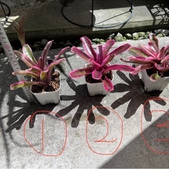 植物　ネオレゲリア　1株200円〜の画像
