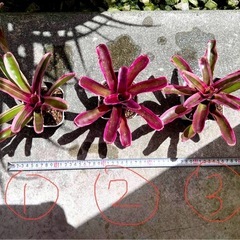 植物　ネオレゲリア　1株300円〜