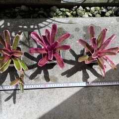 植物　ネオレゲリア　1株200円〜の画像