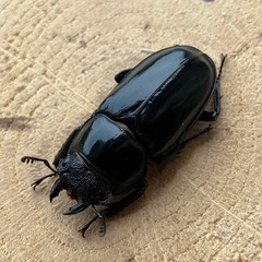 【大型ライン】タイワンシカクワガタ　1ペア　♂55ミリの画像