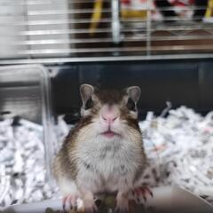 シマリス　２歳　メス　チョコちゃん − 鹿児島県