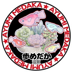 めだか引き取ります