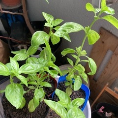 スイートバジルの苗 ポット苗　 無農薬 sweet basil seedling w/pot organic 家庭菜園　ガーデニングの画像