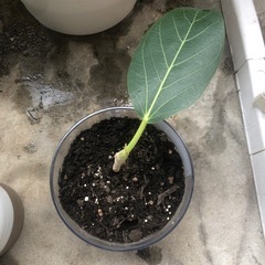 【観葉植物】フィカスベンガレンシス