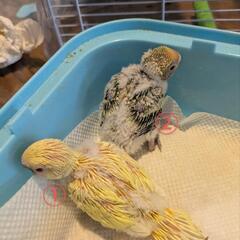 セキセイインコの雛　グリーン1羽と黄色1羽