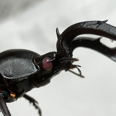 【ピンクアイ】タイワンシカクワガタ　ペアの画像