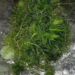水草(マツモ)