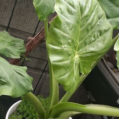 観葉植物(クワズイモ)の画像