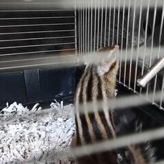 シマリス　２歳　メス　チョコちゃん - 里親募集