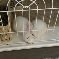 ミニウサギ　姉妹