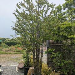 庭木　株立　樹形良　カツラ　かつら　桂　