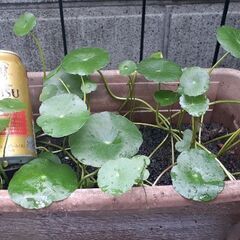 水草(ウォーターマッシュルーム)の画像