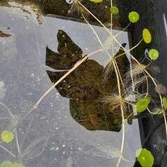 水草(ウォーターマッシュルーム)の画像