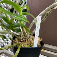 植物を引き取ってください