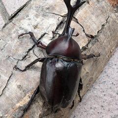 カブトムシ♂1匹