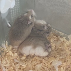 ハムスターに支援をお願いします🙇‍♂️