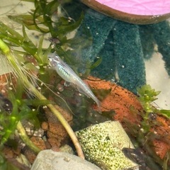 10粒、深海メダカ卵