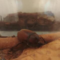 カブトムシの画像