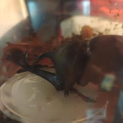 カブトムシ