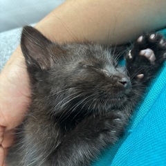 可愛い元気な黒猫メスです！可愛がっていただける方！