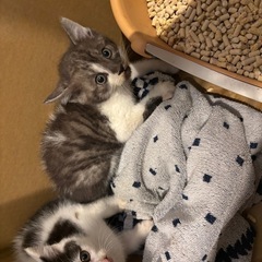 2か月くらいの子猫