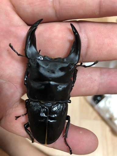 オオクワガタまとめ売り　14ペアケース入り