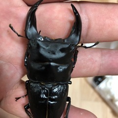 オオクワガタまとめ売り　14ペアケース入り