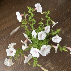決定しました　ホスタ　ギボウシの苗　２株入ってますの画像