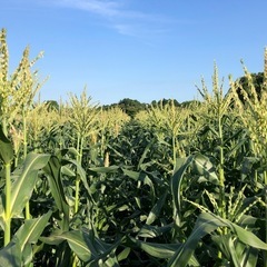 農園作業をお手伝い頂ける方
