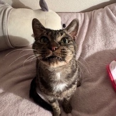 4歳女の子猫ちゃん − 愛知県