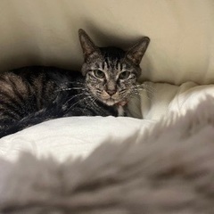 4歳女の子猫ちゃん