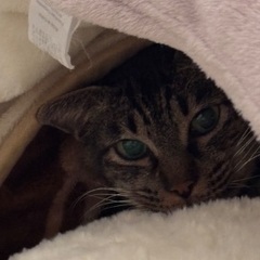 4歳女の子猫ちゃん - 里親募集