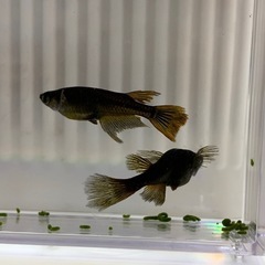 メダカ針子｢妲己｣

