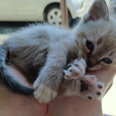 早めにお迎え出来る方 子猫 里親募集 生後約1ヶ月半 メス
