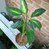 ランキングキーワードに紐づく投稿画像-観葉植物