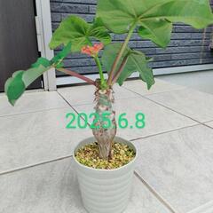 珊瑚油桐 サンゴアブラギリの画像