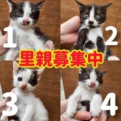 生後約1ヶ月半　子猫　4匹