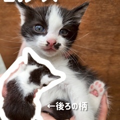 子猫　女の子　生後約1ヶ月半　