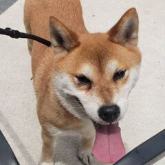 柴犬♀️(5歳)