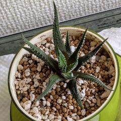 多肉植物　十二の巻の画像