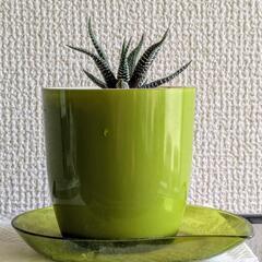 多肉植物　十二の巻の画像