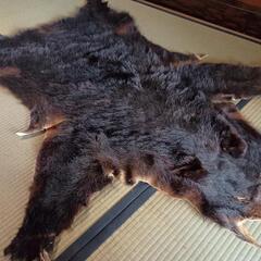 毛皮　熊 KG-NINJA on X