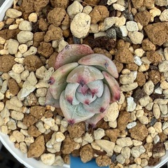 エケベリア（紫紺、円）葉挿しの画像