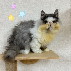 【里親募集】エキゾチックの男の子