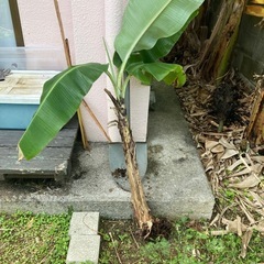 【終了しました】バナナの苗の画像