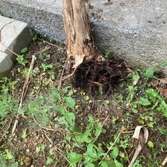 【終了しました】バナナの苗の画像