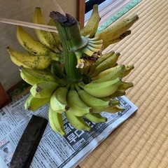 【終了しました】バナナの苗の画像