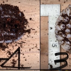 エレファスゾウカブト　カブトムシ　幼虫　手渡しのみ　　の画像